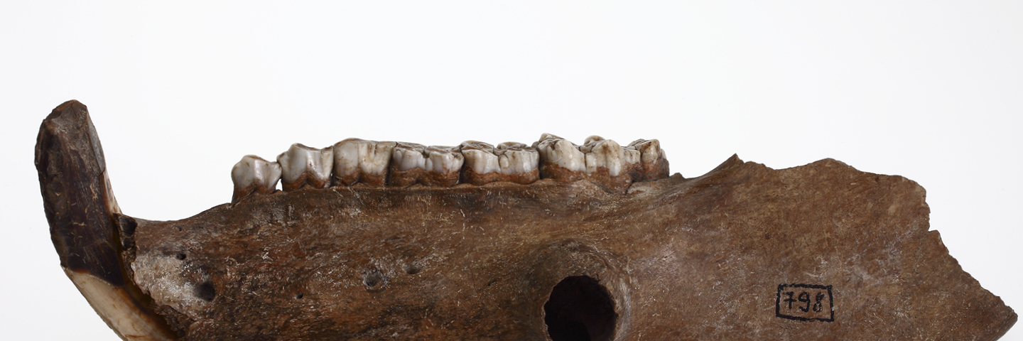 The Archaeozoological Collection The Archaeozoological Collection