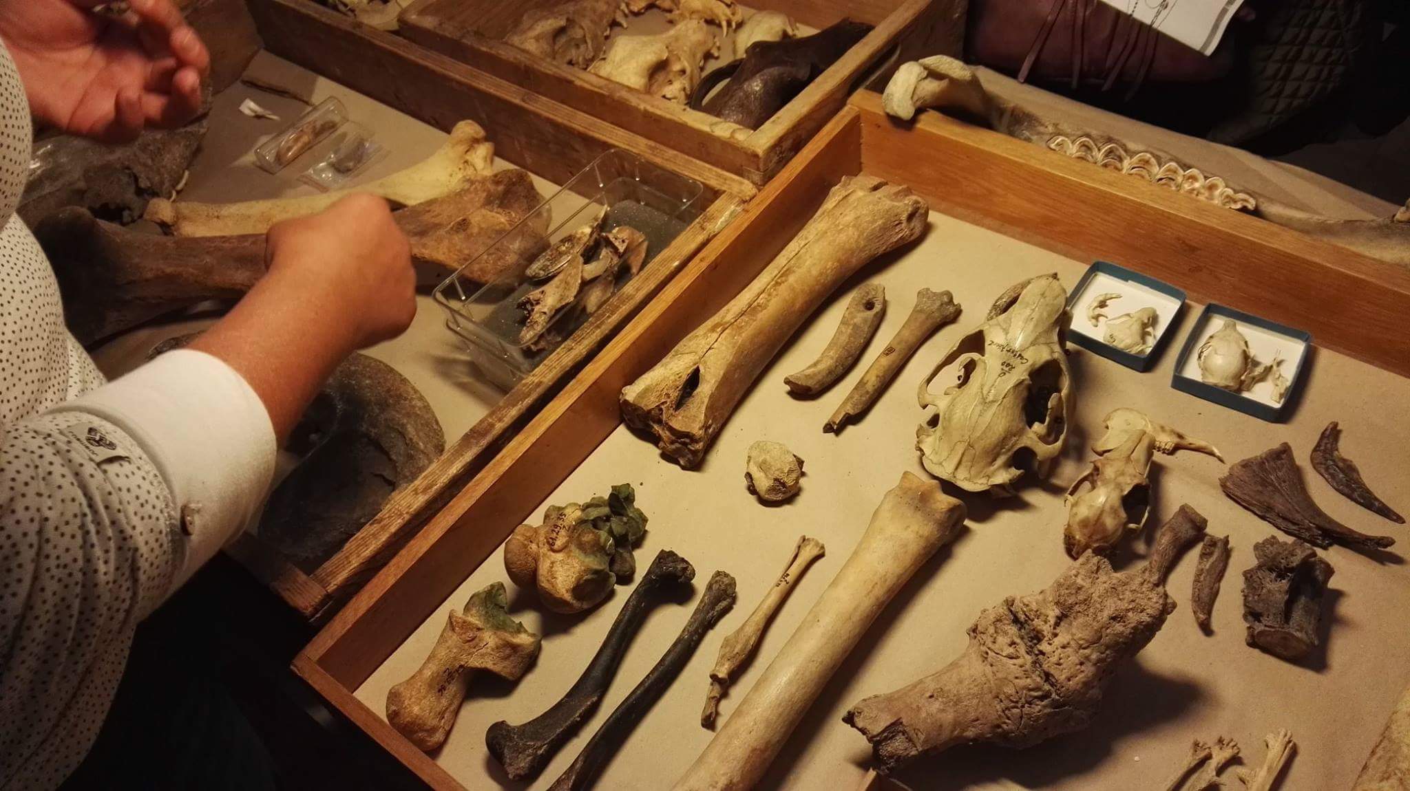 Archaeozoológia, avagy miért érdemes rágódni a csontokon Archaeozoológia, avagy miért érdemes rágódni a csontokon