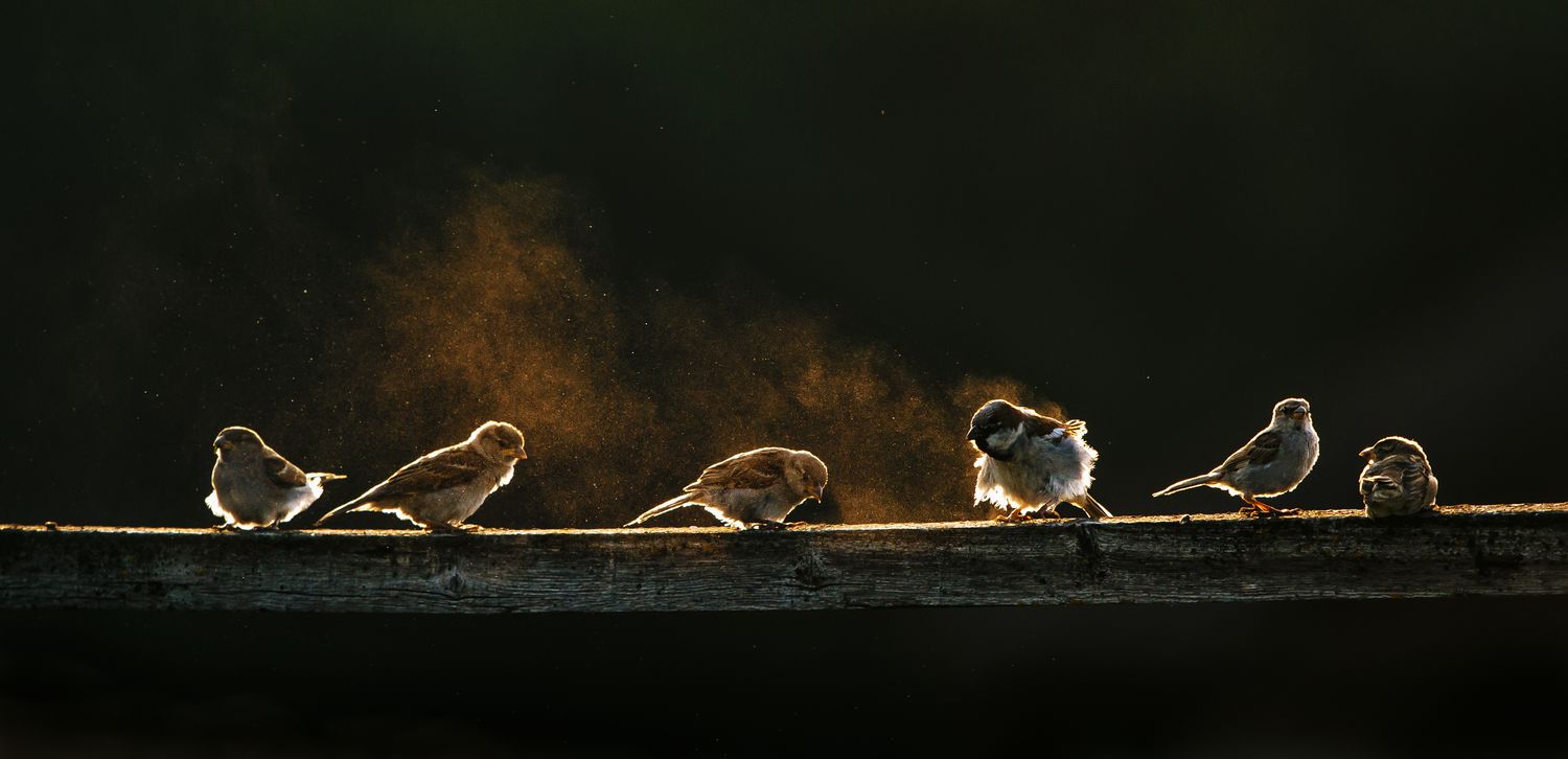 Tárlatvezetés a naturArt kiállításban
