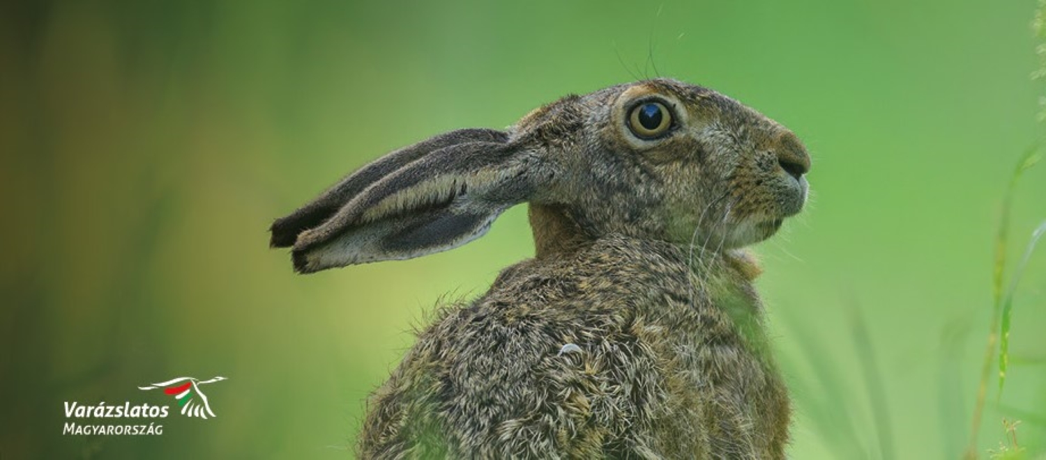 Varázslatos Magyarország természetfotó kiállítás
