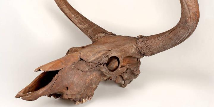 Őstulok (Bos primigenius primigenius Boj. 1827) koponya, Kecel-Rózsaberek