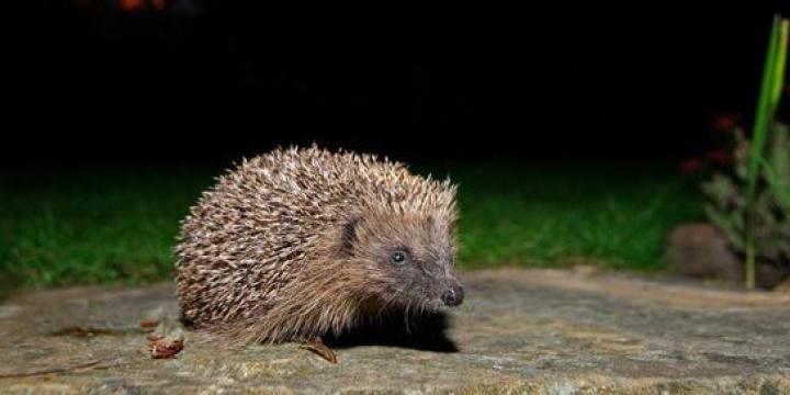 MNM KK Magyar Természettudományi Múzeum