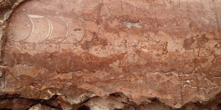 ELTE Múzeumok - ELTE Természetrajzi Múzeum és ELTE Tatai Geológus Kert