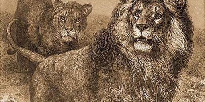 Hódmezővásárhelyi állatcsontleletek_oroszlán