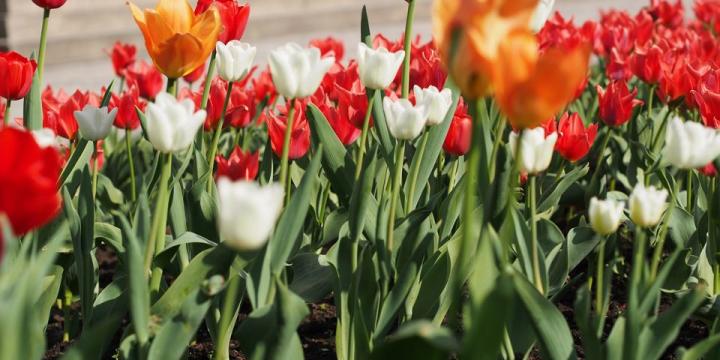 Tulipános Múzeumkert