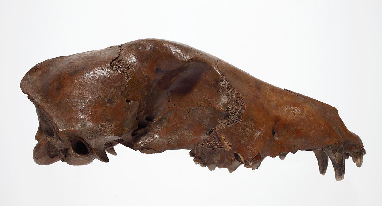 Kutya (Canis familiaris L. 1758) koponya, Zalavár-Vár  