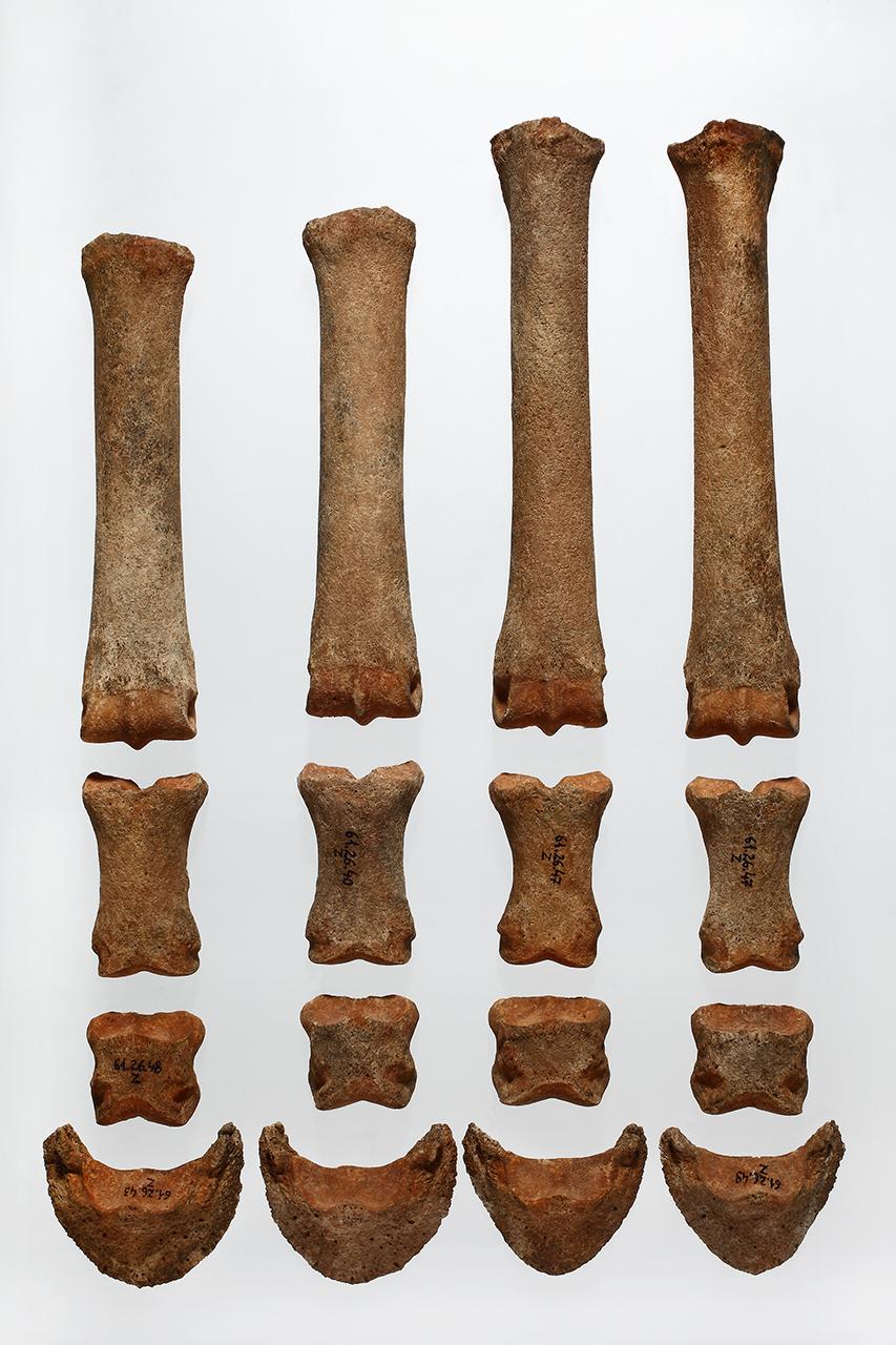 Ló (Equus caballus L. 1758) koponya és állkapocs, Orosháza  