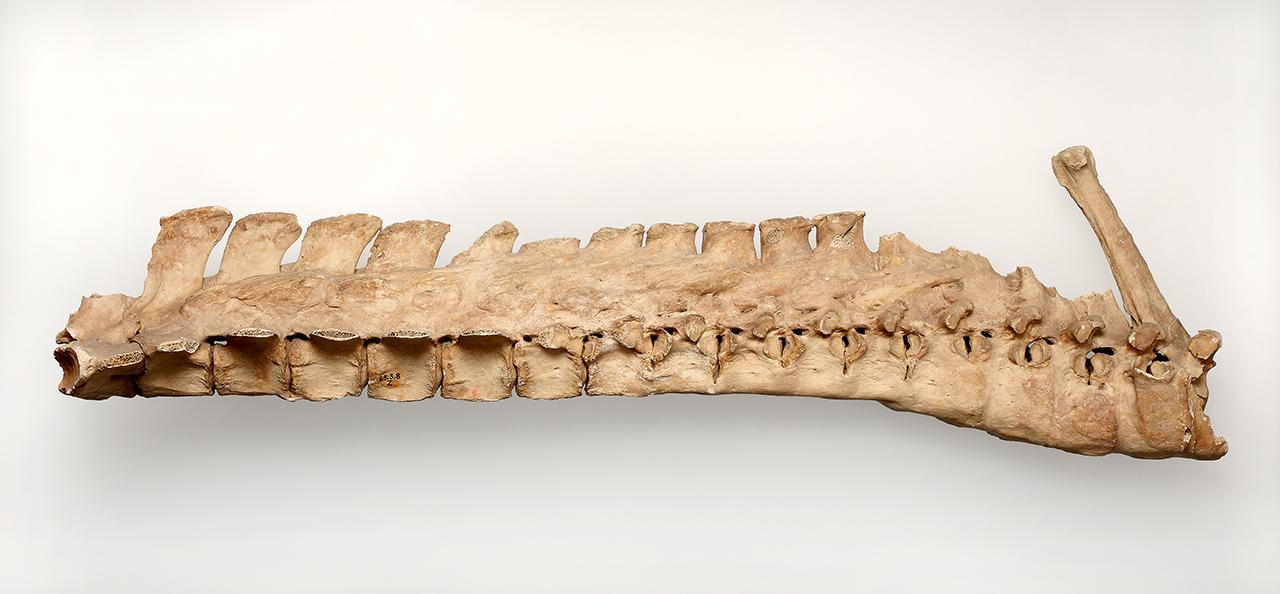 Ló (Equus caballus L. 1758) összenőtt gerincoszlop, Keszthely 