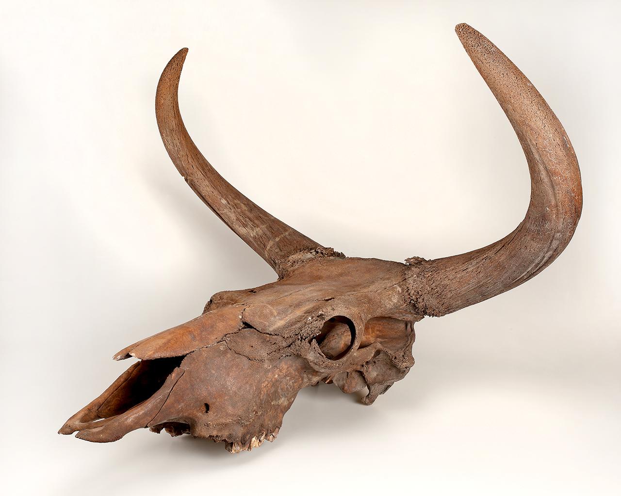 Őstulok (Bos primigenius primigenius Boj. 1827) koponya, Kecel-Rózsaberek 