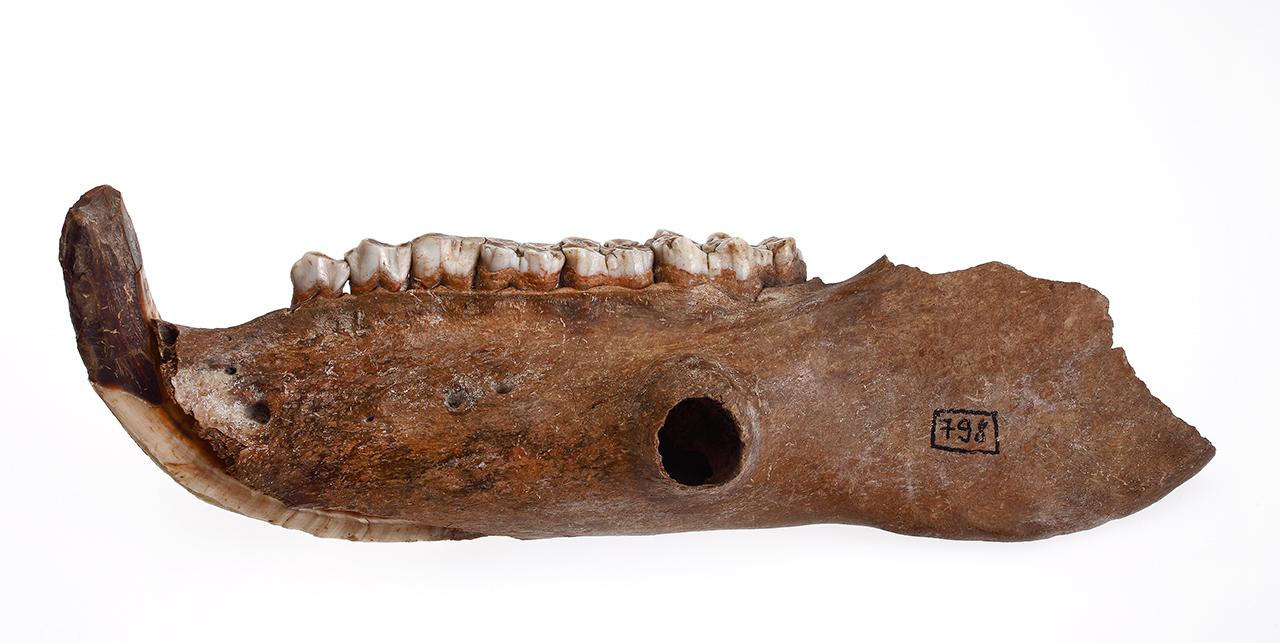 Sertés (Sus domesticus Erxl. 1777) bal oldali állkapocs, Zalavár  