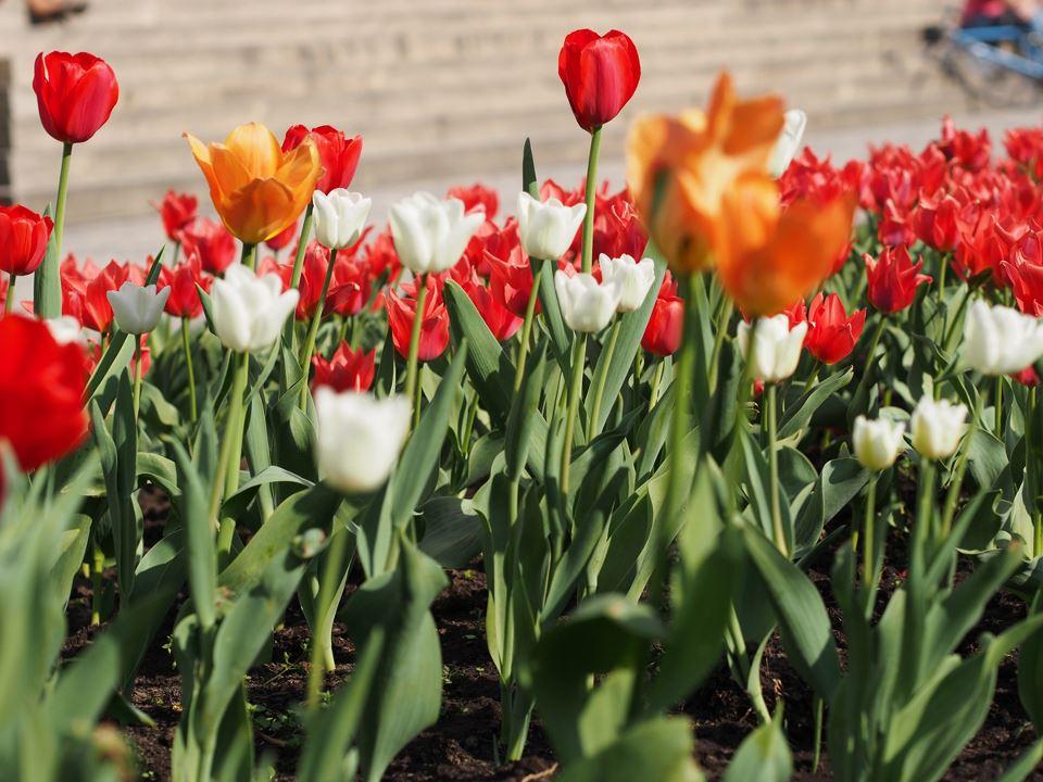 Tulipános Múzeumkert