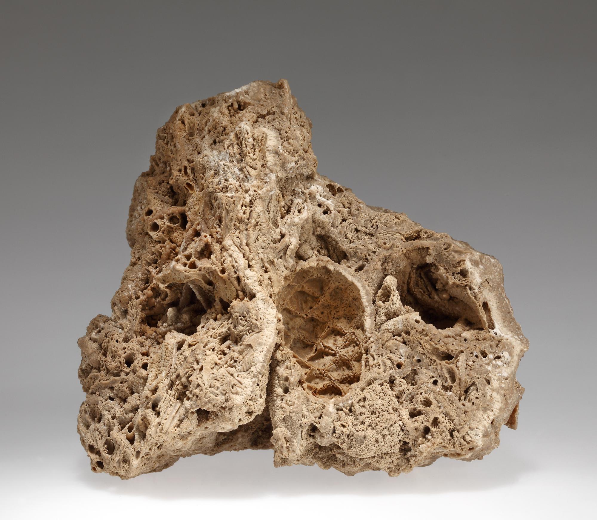 Toboz lenyomata a mésztufában