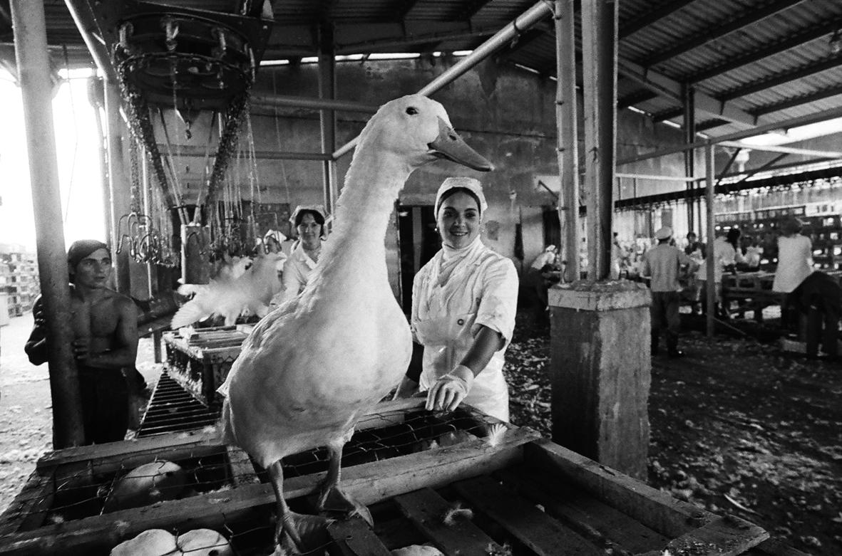 A Kecskeméti Baromfifeldolgozó Vállalat