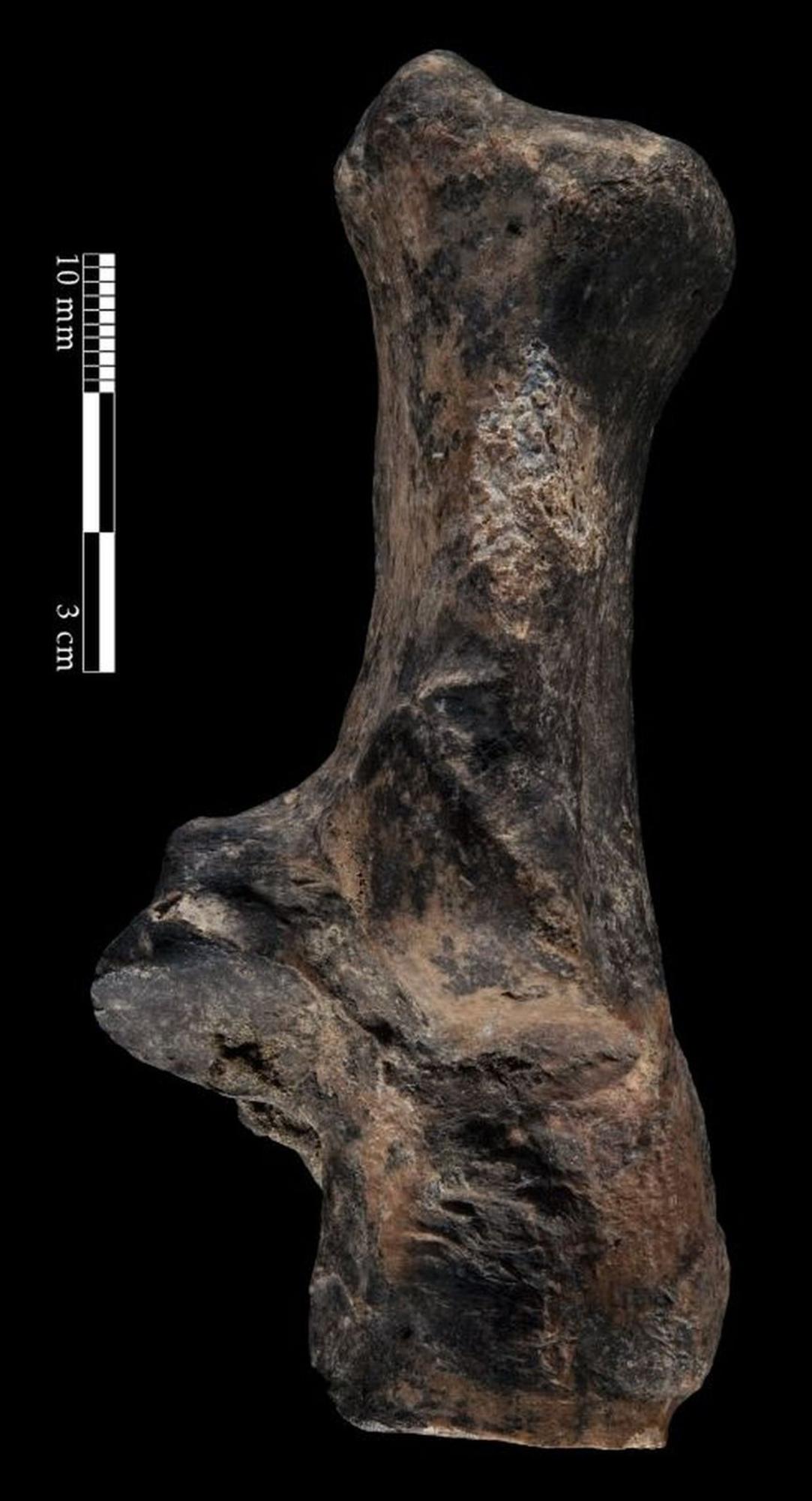 Hódmezővásárhelyi állatcsontleletek_oroszlán sarokcsont