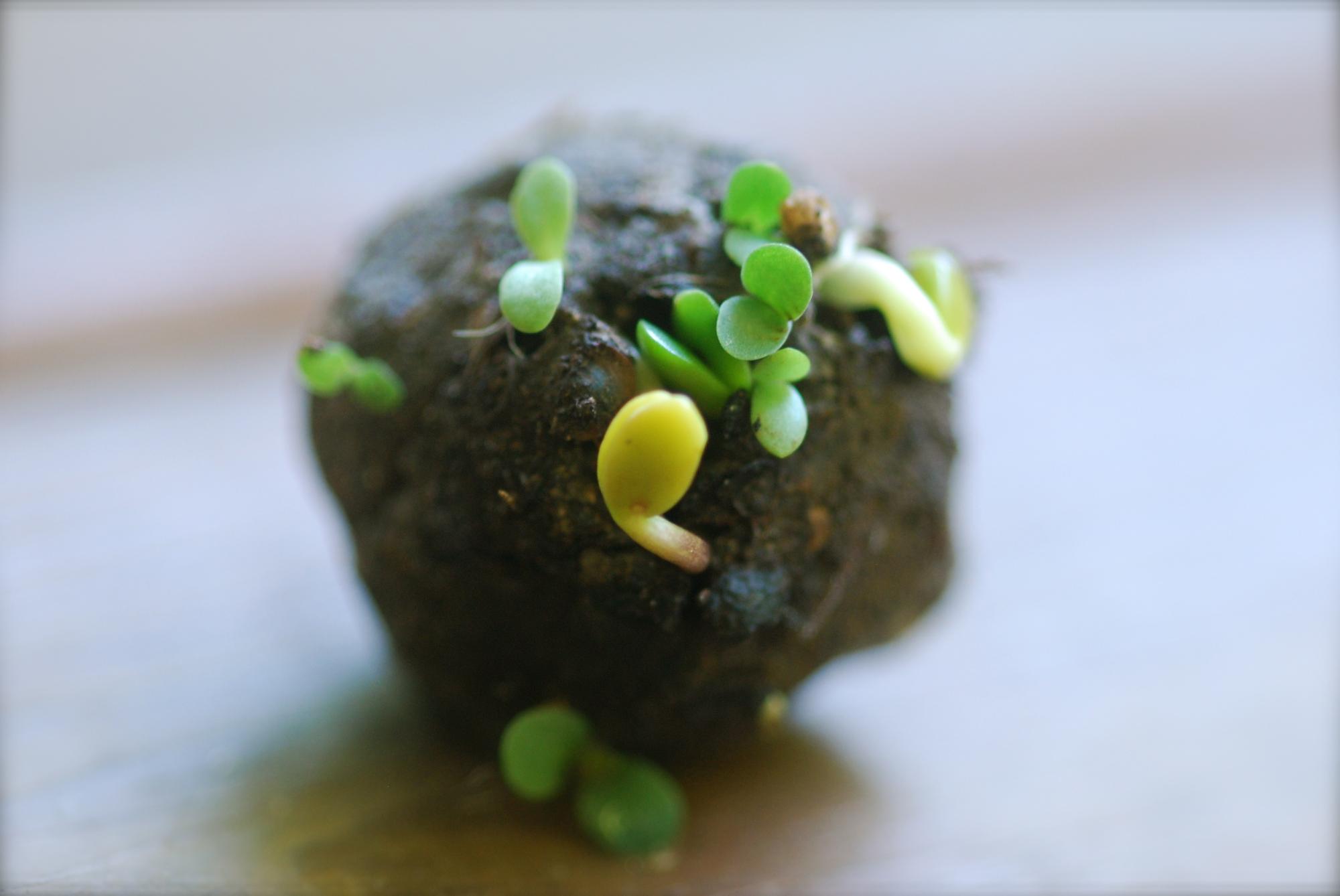 	Szikra Renáta Gerillakertészet1