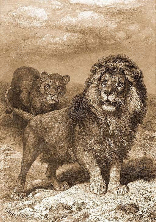 Perzsa oroszlán (Panthera leo persica)