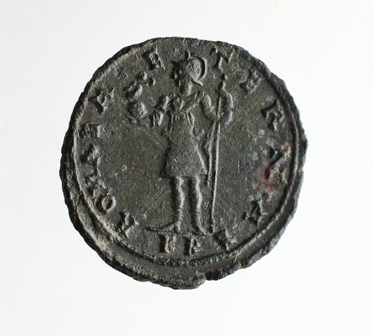 Alexander follis