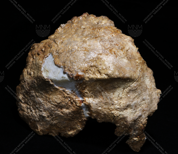 Sámuelnek nevezett tarkócsont jelenlegi állapota, heidelbergi típusú ember