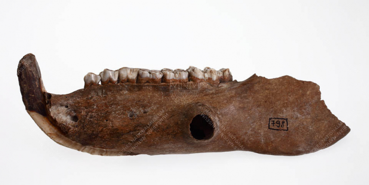 pig (sus Domesticus erxl. 1777), left side of the jawbone, Zalavár