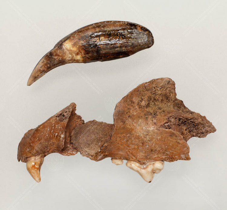 persian lion (panthera leo persica meyer, 1826) finds 