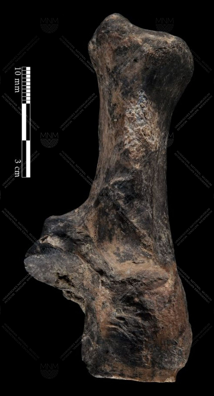 Egy oroszlán (Panthera leo) bal oldali sarokcsontja (calcaneus) került elő
